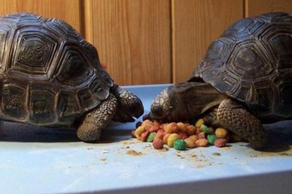 家里养龟十大禁忌