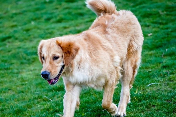 最新 : 仗势欺人