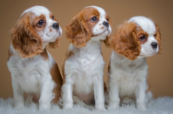 钻角小专打二数指什么生肖?