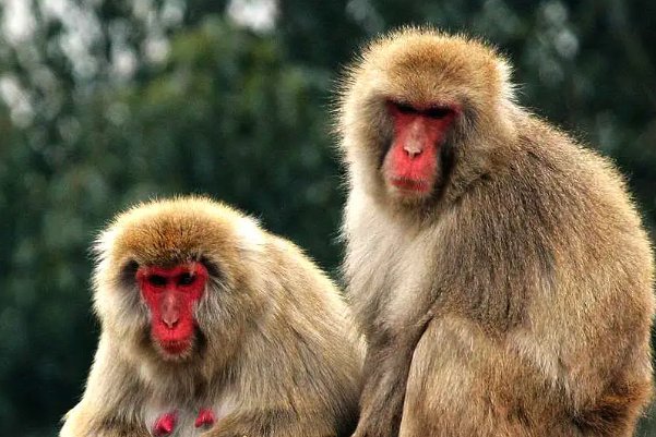 跟壮叶茂是什么生肖