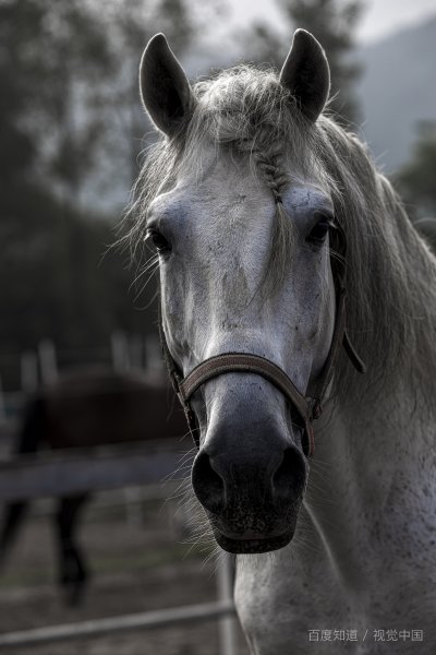 胸有成竹，打一个生肖？
