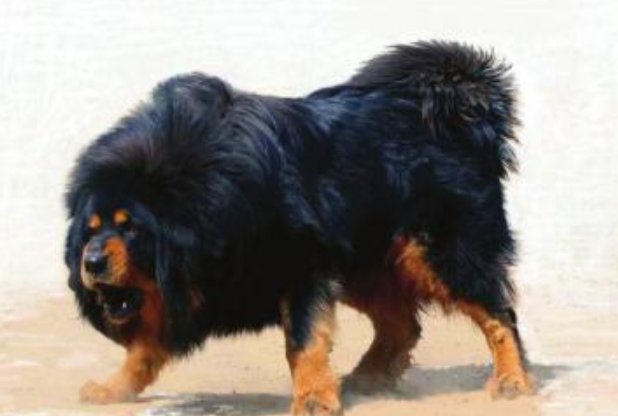 狼和藏獒哪个厉害？