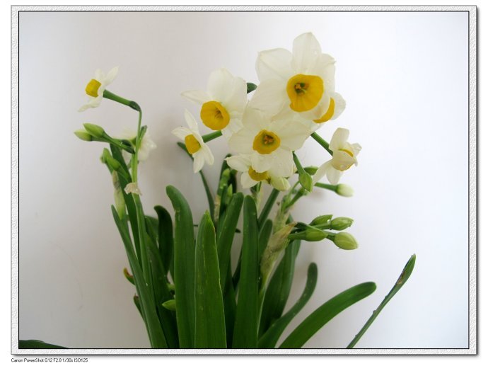 水仙花开的网友影评