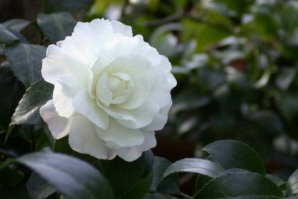 camellia是什么意思花语
