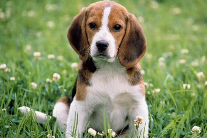 什么动物英明果断