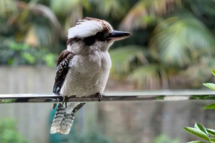 不请自来的意思是什么