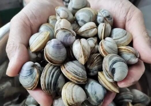 嘎啦指的是什么海鲜?