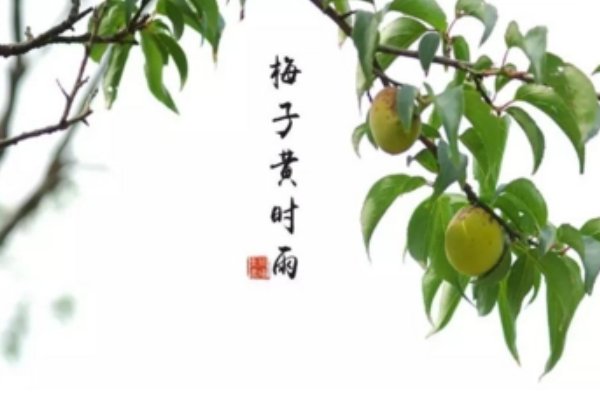 黄梅时节是什么季节?