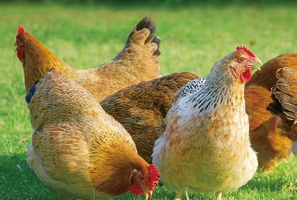 擦亮眼睛打一正确生肖