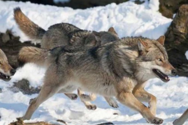 狼和藏獒哪个厉害？