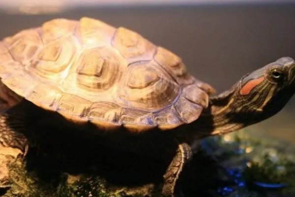 家里养龟十大禁忌