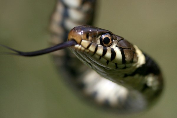 一下二下二只飞指一生肖