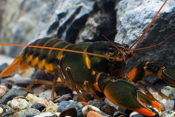 最贵龙虾十大排名