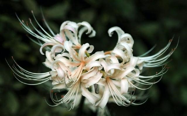 彼岸花红，白，蓝，各代表什么花语？