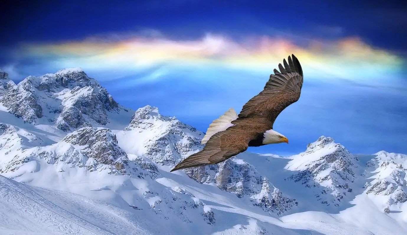 翱翔是什么意思