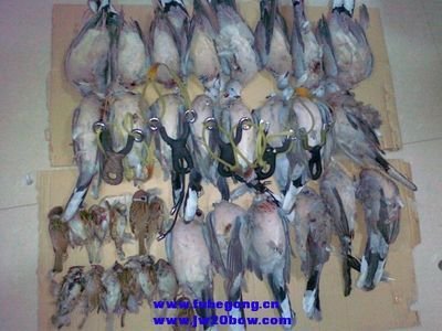 JW20复合弓的研发年表