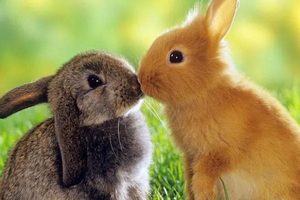 花不棱登打一生肖动物