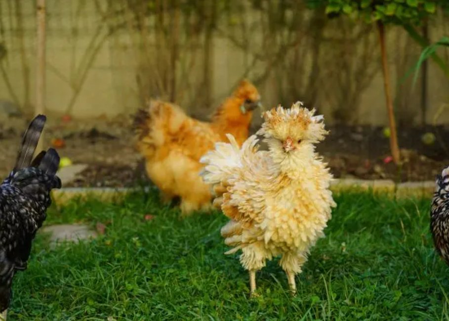 用嘴吃鸡的动作怎么做视频