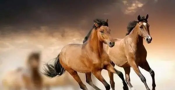 才高八斗指什么生肖