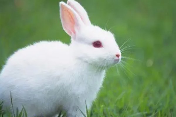 花不棱登打一生肖动物