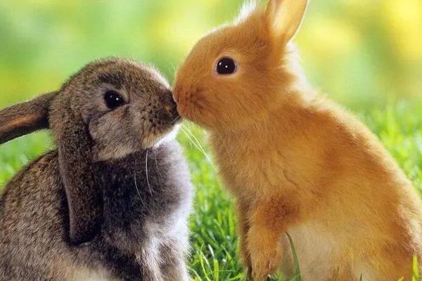 白费口舌指的是什么生肖