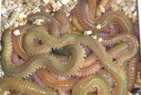 海虫学名叫啥？