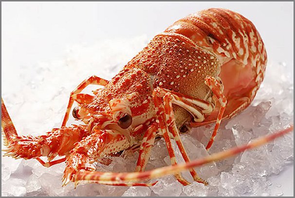 最贵龙虾十大排名