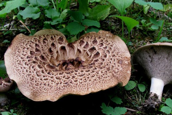 黑色的很粗很大的蘑菇叫什么？