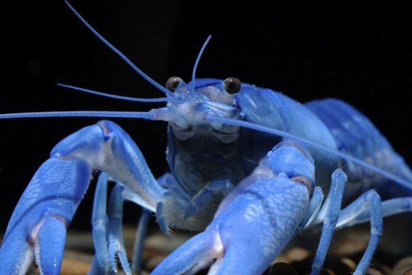 最贵龙虾十大排名