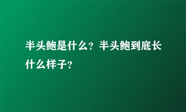半头鲍是什么？半头鲍到底长什么样子？