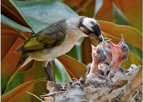 哺育的拼音怎么读