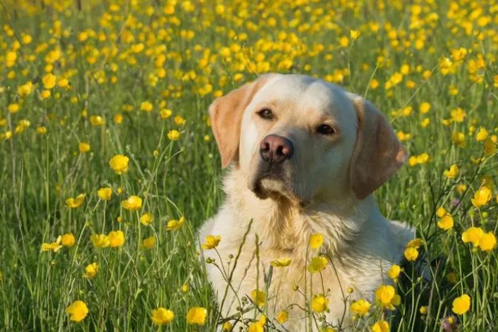 什么动物英明果断