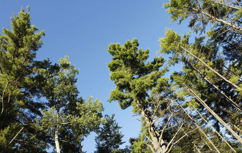 常青树有哪些树种？