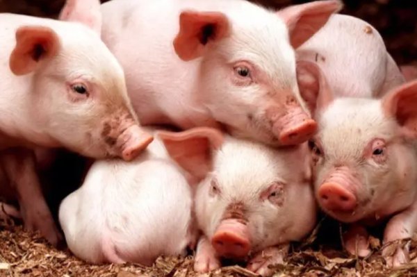 跟壮叶茂是什么生肖