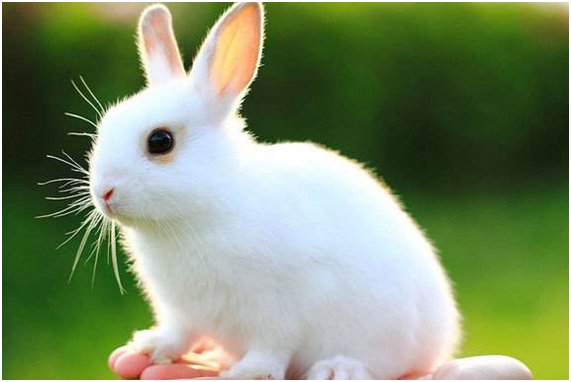 日月如梭打一精准生肖