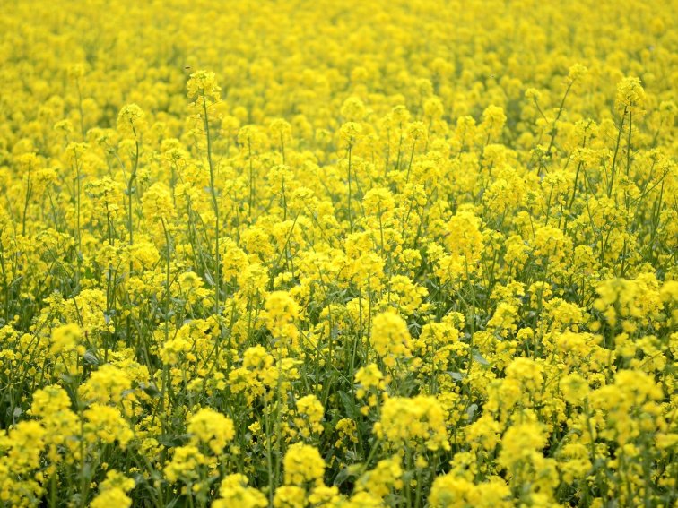 金黄金黄的什么