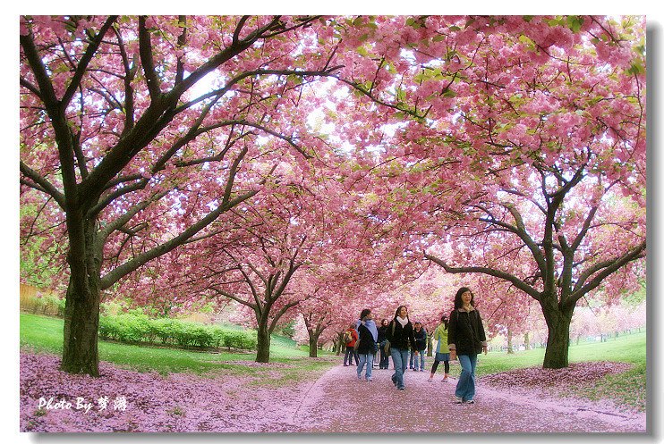 樱花心中的演员介绍