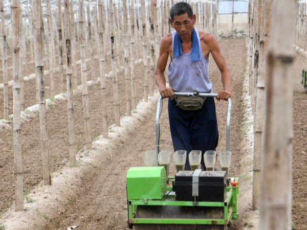 天南铜都青年棚大棚规程