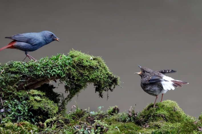 百鸟鸣春的来源与历史