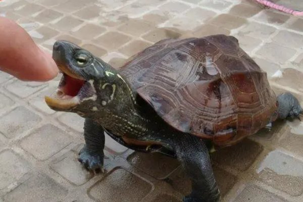 家里养龟十大禁忌