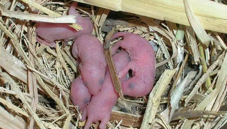 三吱儿是哪里的菜