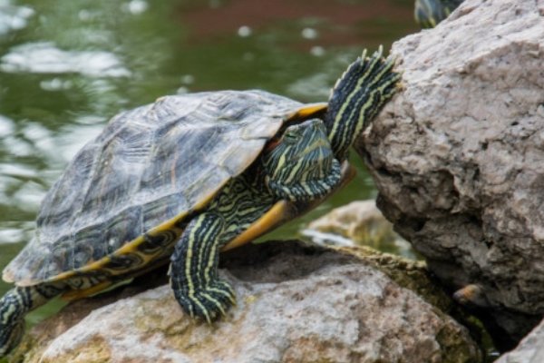 家里养龟十大禁忌