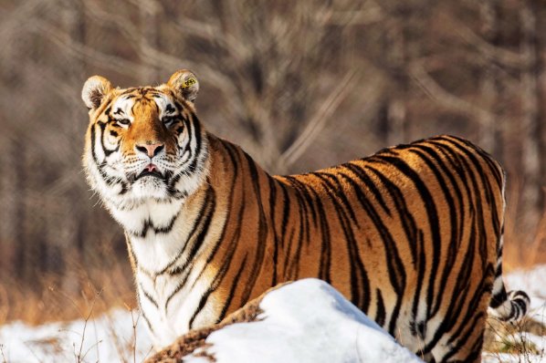 谁与争锋指的是什么动物