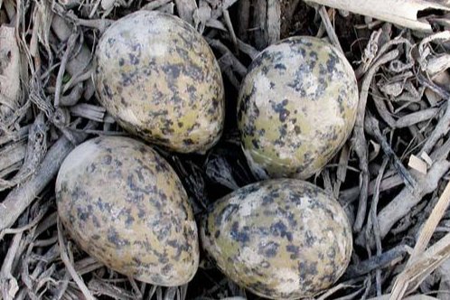 覆巢之下安有完卵是什么意思