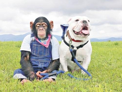 狗狗猩猩大冒险的内容剧情