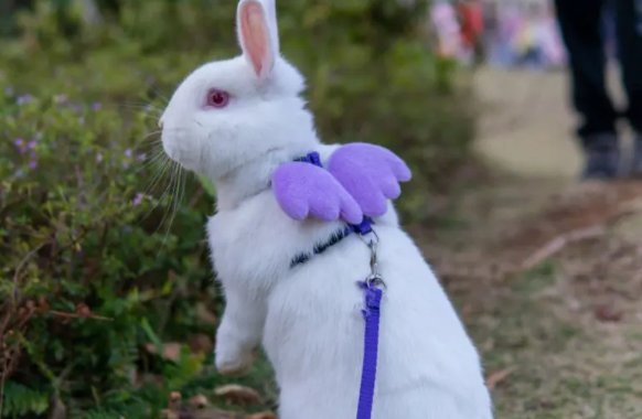 茁壮成长什么生肖正确