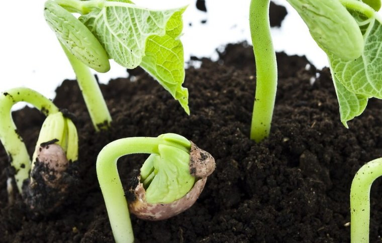 植物是怎样传播种子的？
