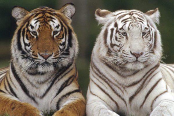 用钱如水打一正确生肖