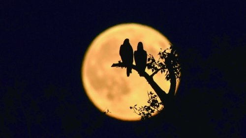 小学一年级语文月字旁的字与什么有关