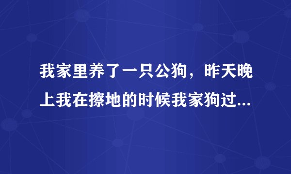 我家里养了一只公狗，昨天晚上我在擦地的时候我家狗过来日5了我它是不是发情了，我该不该给它找个老婆。
